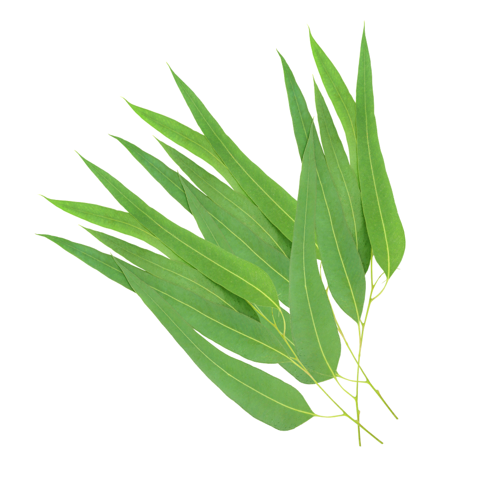 frunze eucalipt